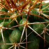 Copiapoa taltalensis ssp.taltalensis GC298.05 04